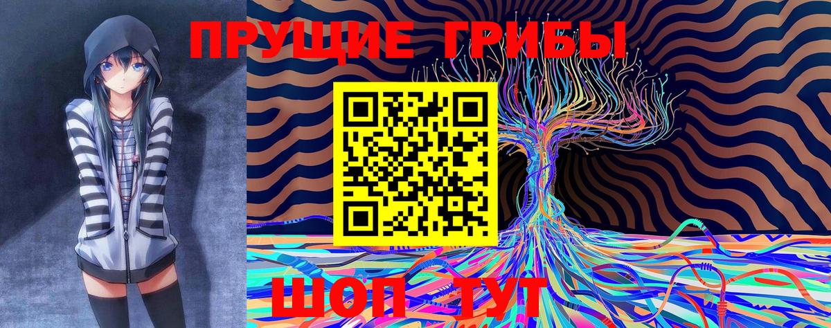 Псилоцибиновые грибы Psilocybe  Искитим 